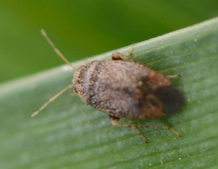 Phylinae
