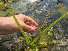 Cyperus flavescens