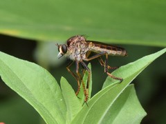 Dicranus jaliscoensis