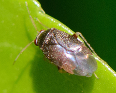 Phylinae