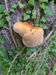 Inonotus quercustris