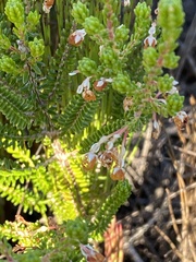 Erica spectabilis