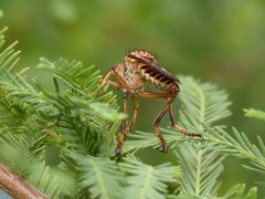 Dicranus jaliscoensis