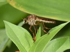 Dicranus jaliscoensis