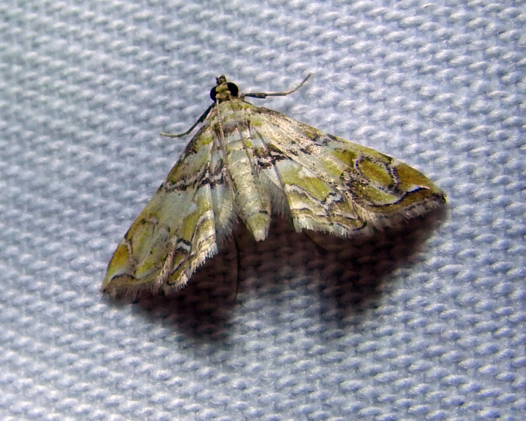 Argyractis iasusalis