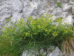 Bupleurum petraeum