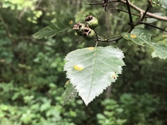 Crataegus pruinosa