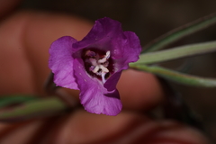 Clarkia lassenensis