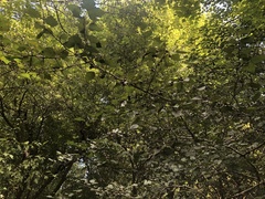 Crataegus pruinosa