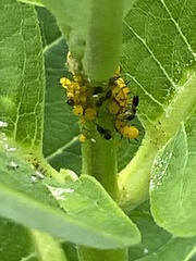 Formicidae