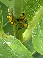 Formicidae