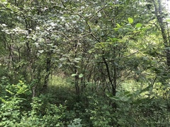 Crataegus pruinosa