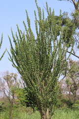 Fouquieria