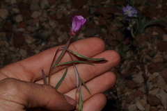 Clarkia lassenensis
