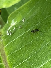 Formicidae