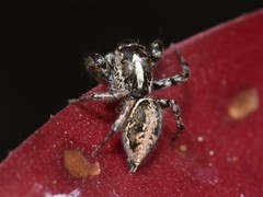 Leptofreya ambigua