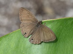 Cissia pompilia