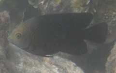 Hemiglyphidodon plagiometopon