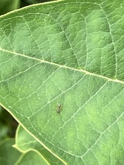 Formicidae