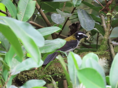 Saltator atripennis atripennis