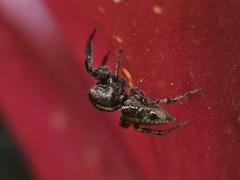 Leptofreya ambigua