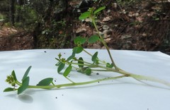 Euphorbia macropus