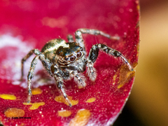 Leptofreya ambigua