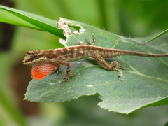 Anolis mariarum