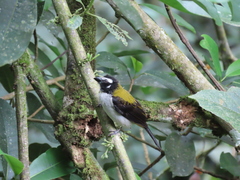 Saltator atripennis atripennis