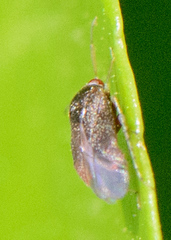 Phylinae