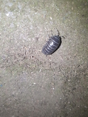 Armadillidium vulgare