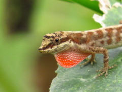 Anolis mariarum