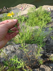 Heterotheca camporum glandulissima