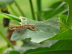 Anolis mariarum