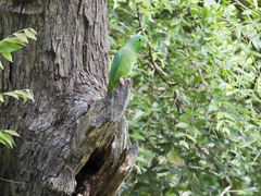 Forpus passerinus