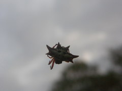Gasteracantha versicolor