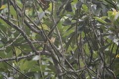 Pachysylvia aurantiifrons