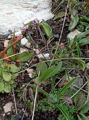 Nardostachys jatamansi