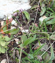 Nardostachys jatamansi