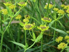 Bupleurum petraeum