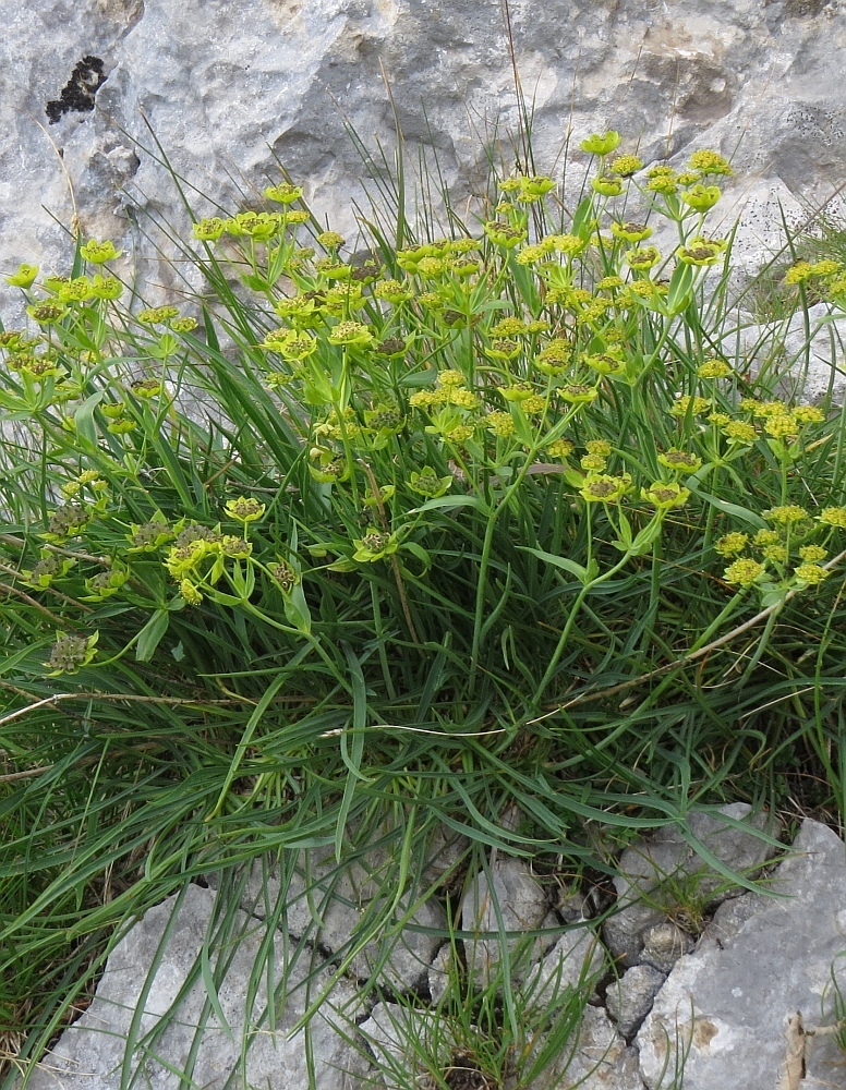 Rock Hare's-ear