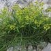 Bupleurum petraeum - Photo (c) Alenka Mihoric, algunos derechos reservados (CC BY-NC), subido por Alenka Mihoric