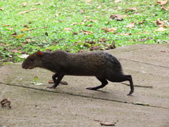 Dasyprocta punctata