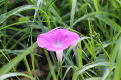 Ipomoea orizabensis orizabensis