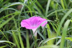 Ipomoea orizabensis orizabensis
