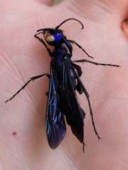 Chlorion aerarium