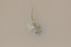 Scaphiopodidae