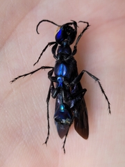 Chlorion aerarium