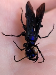 Chlorion aerarium