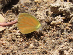 Pyrisitia dina